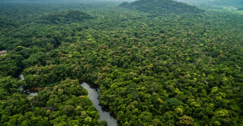 Brazilian couple replants whole forest by growing over 20 lakh saplings of 293 species of trees Brazilian couple replants whole forest by growing over 20 lakh saplings of 293 species of trees
