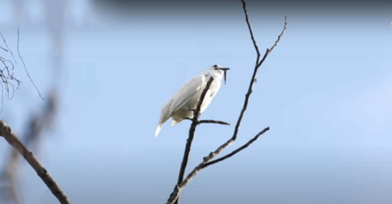 White Bell Bird