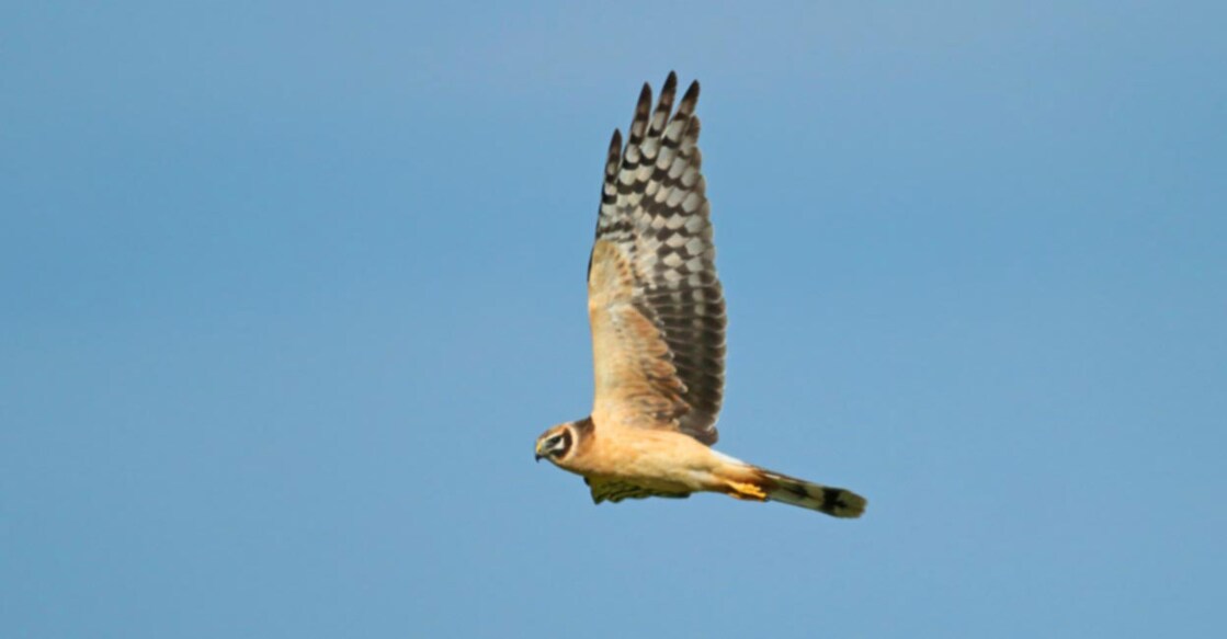 IFS officer shares how migratory birds travel thousands of kilometres every year Image Credit: Agami Photo Agency/ Shutterstock