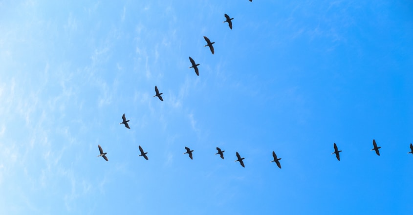 Migratory Birds Migratory Birds