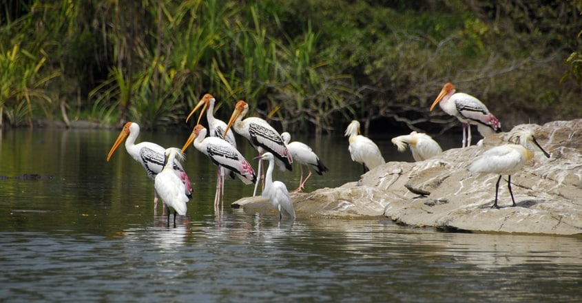 Painted Storks Painted Storks