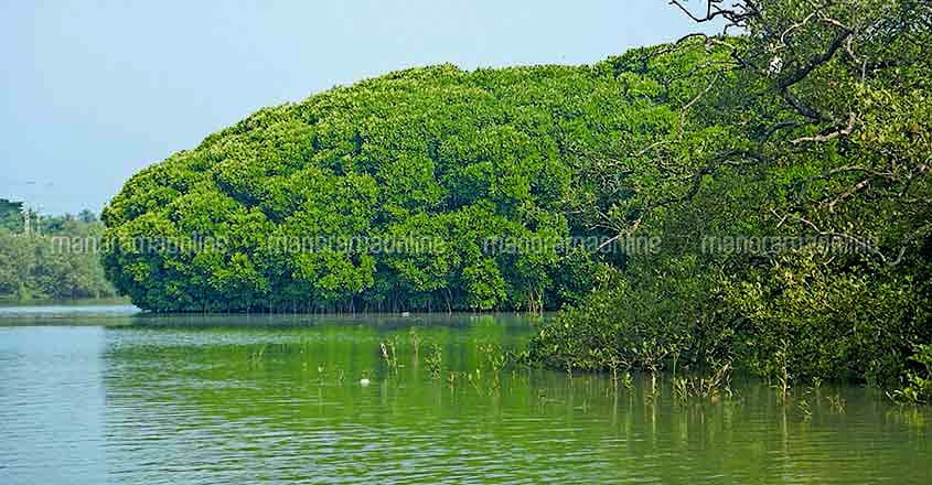 Mangroves Hold Vast Stores of Carbon Mangroves Hold Vast Stores of Carbon