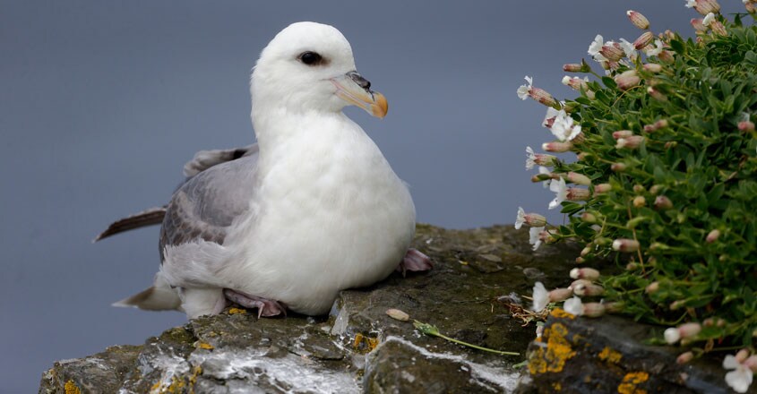Fulmar Fulmar