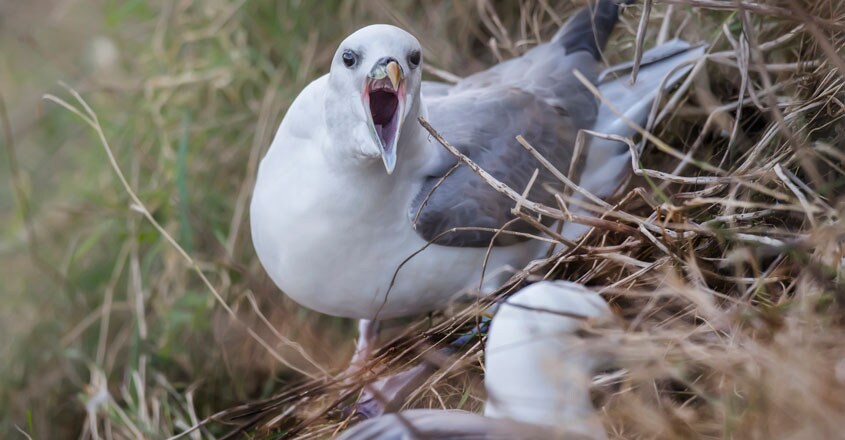 Fulmar Fulmar