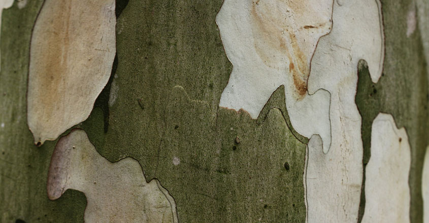 perfume tree agarwood perfume tree agarwood