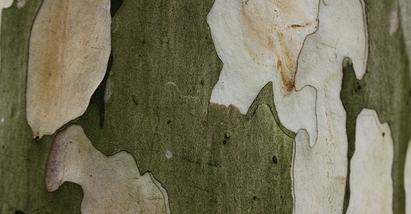 perfume tree agarwood perfume tree agarwood