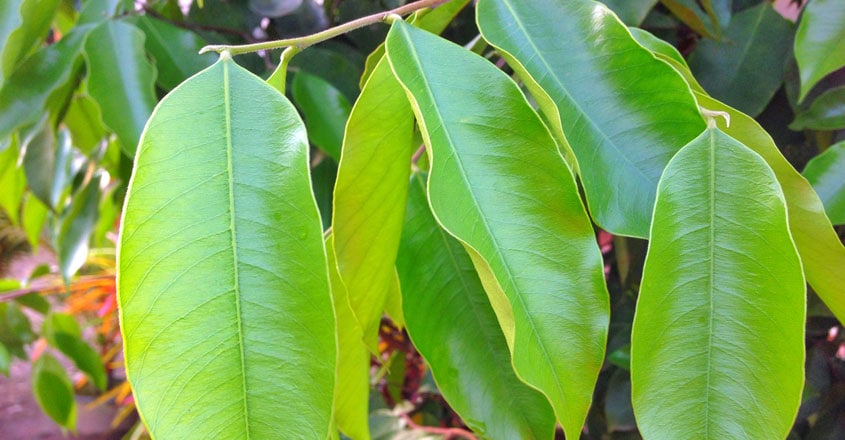 perfume tree agarwood perfume tree agarwood