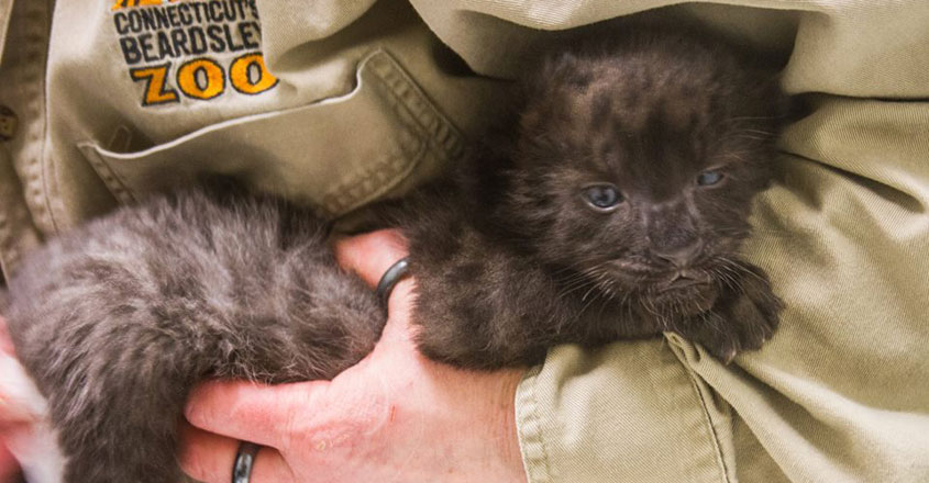 Critically Endangered Leopard Born At Connecticut Zoo Critically Endangered Leopard Born At Connecticut Zoo