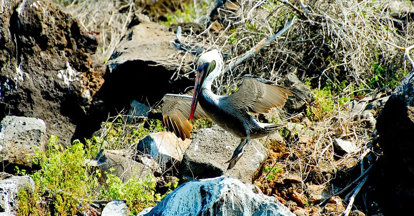 Floreana Island Floreana Island