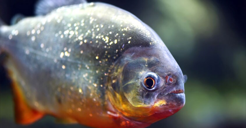 Piranha Piranha