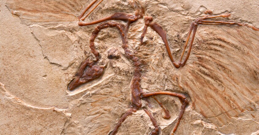 extinction extinction
