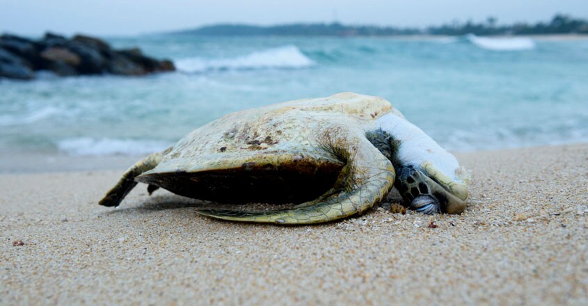 extinction extinction