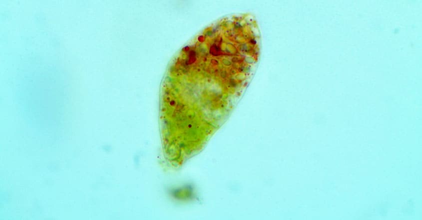 Euglena-archaeoviridis Euglena-archaeoviridis