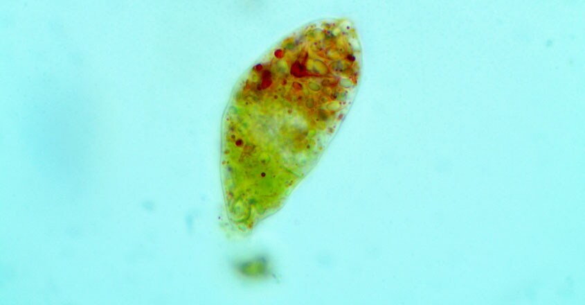 Euglena-archaeoviridis Euglena-archaeoviridis