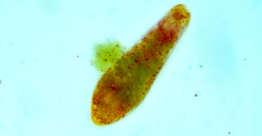 Euglena-sanguinea Euglena-sanguinea