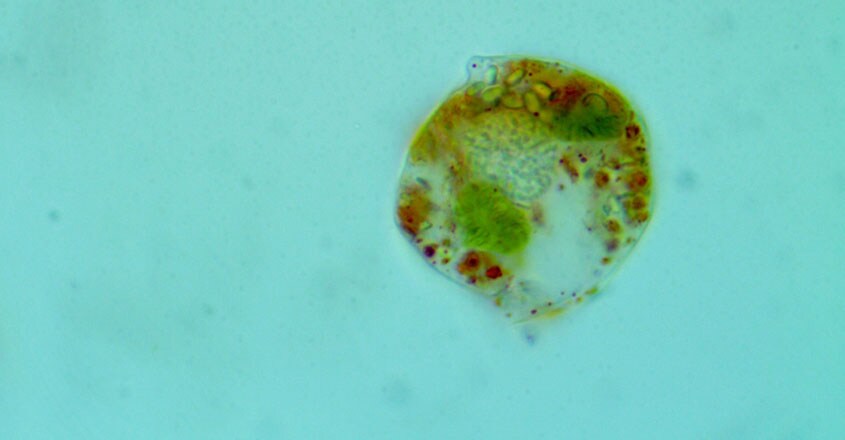 Phacus curvicauda Phacus curvicauda