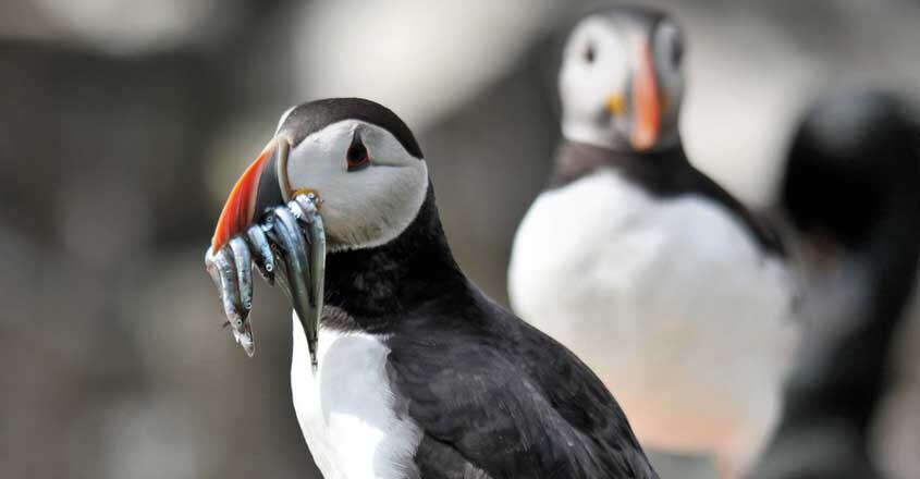 Puffins Puffins