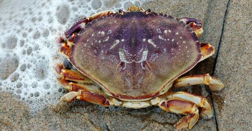 Losing Body Parts To Ocean Acidification Losing Body Parts To Ocean Acidification
