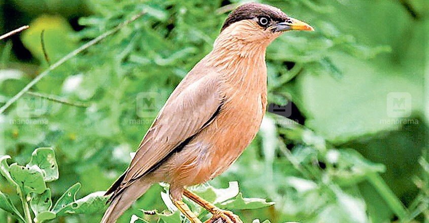Myna Myna