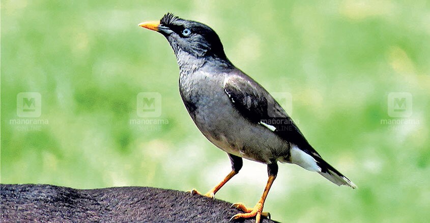 Myna Myna