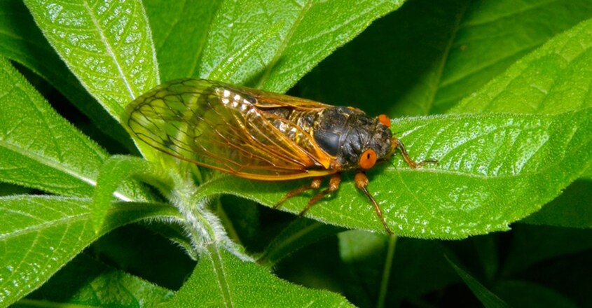 billions-of-brood-x-cicadas-emerge-in-us-after-17-years-underground1 billions-of-brood-x-cicadas-emerge-in-us-after-17-years-underground1