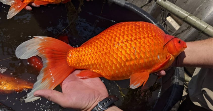 Football-sized goldfish take over lake after people dump them in wild Football-sized goldfish take over lake after people dump them in wild
