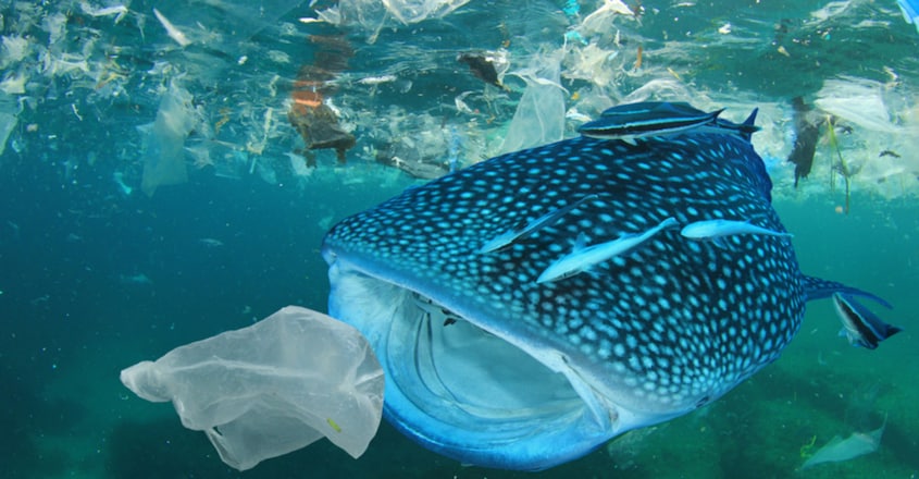 Plastic Pollution Affects Sea Life Throughout the Ocean Plastic Pollution Affects Sea Life Throughout the Ocean