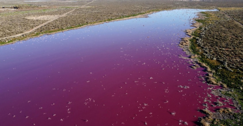 Pollution Turns an Argentinian Lake Bright Pink Pollution Turns an Argentinian Lake Bright Pink