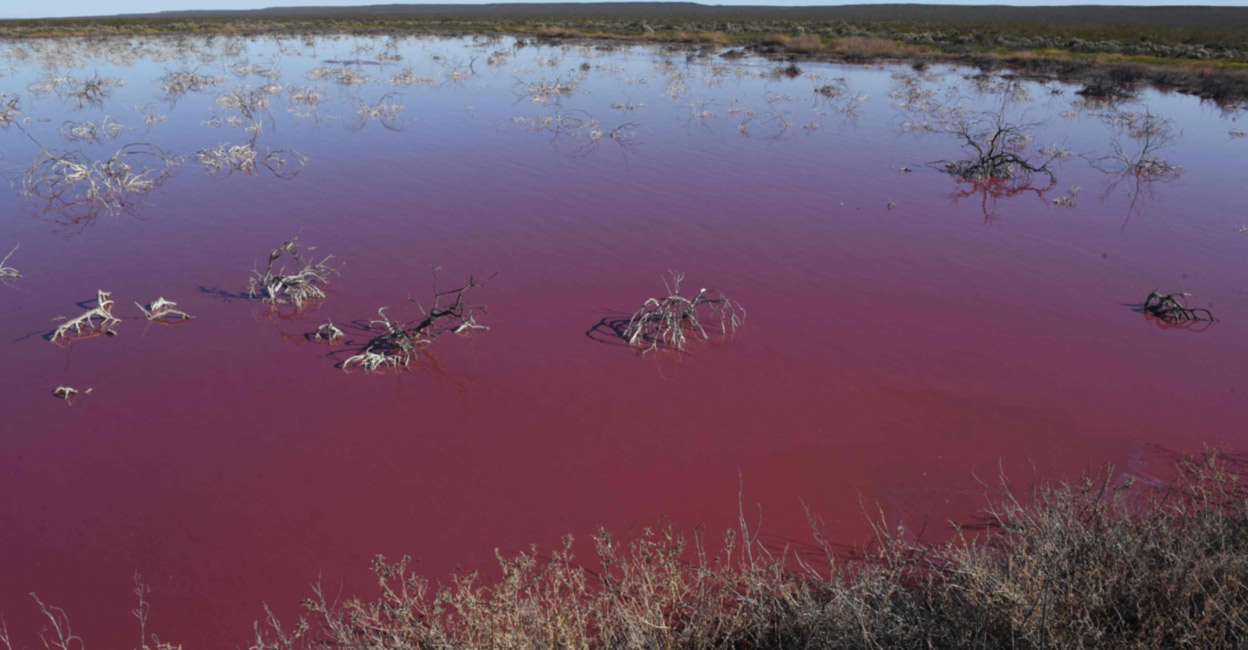 Pink Pollution രക്ത വർണത്തിൽ കോർഫോ ലഗൂൺ തടാകം; വിചിത്ര പ്രതിഭാസത്തിനു പിന്നി ...
