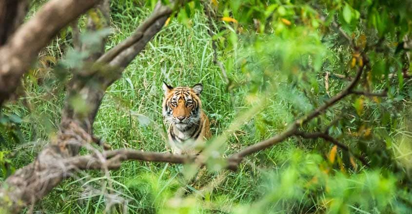 Tiger Tiger