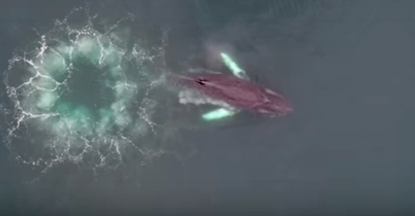 Whales Using Bubble Nets to Hunt Whales Using Bubble Nets to Hunt
