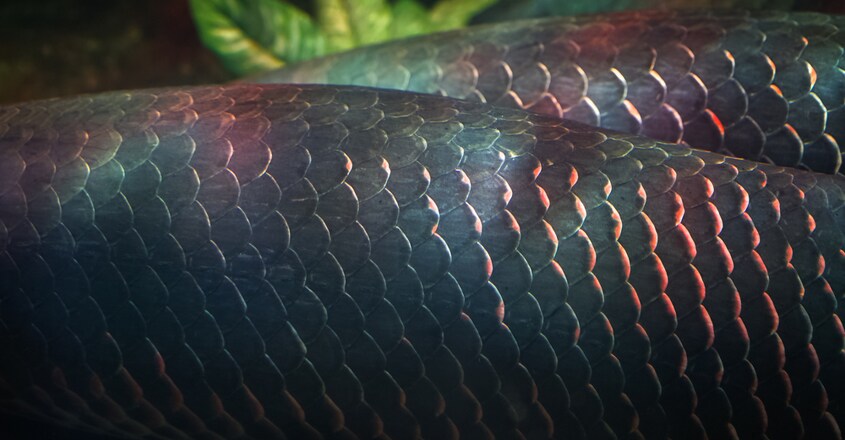 Arapaima gigas skin Arapaima gigas skin