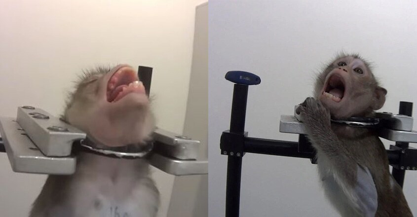 Horror animal testing lab with shackled monkeys Horror animal testing lab with shackled monkeys