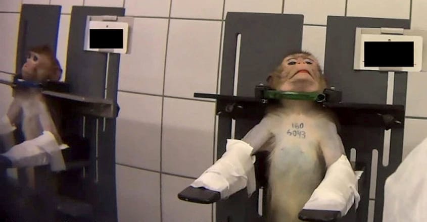 Horror animal testing lab with shackled monkeys Horror animal testing lab with shackled monkeys