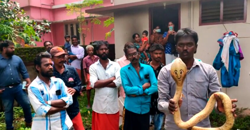 Vava Suresh caught Golden Cobra Vava Suresh caught Golden Cobra