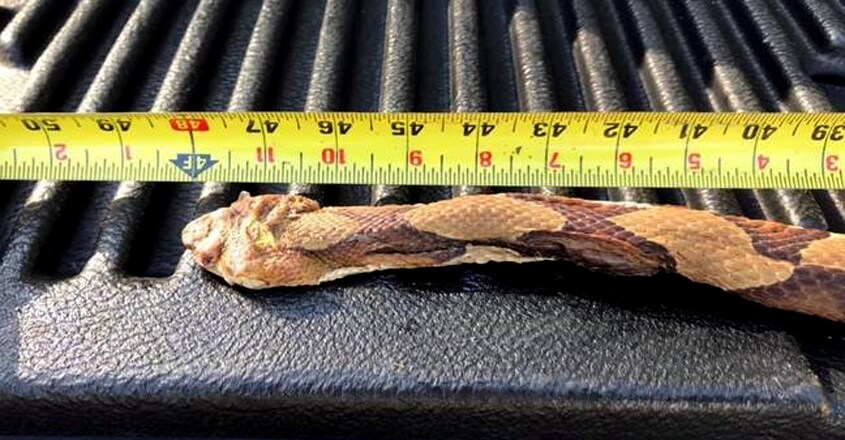 Venomous Snake Found In West Tennessee Venomous Snake Found In West Tennessee