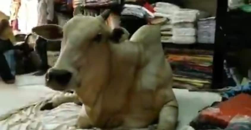 Cow visits garment store in Kadapa every day Cow visits garment store in Kadapa every day