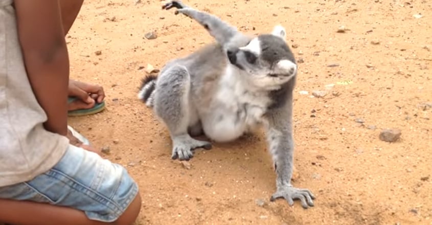 Ring-tailed lemur demands back scratches Ring-tailed lemur demands back scratches