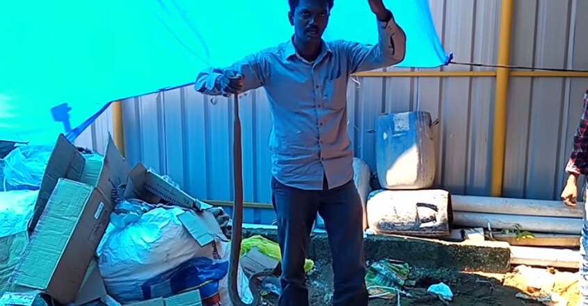 Vava Suresh Caught 2 Viper Snakes from same place Vava Suresh Caught 2 Viper Snakes from same place