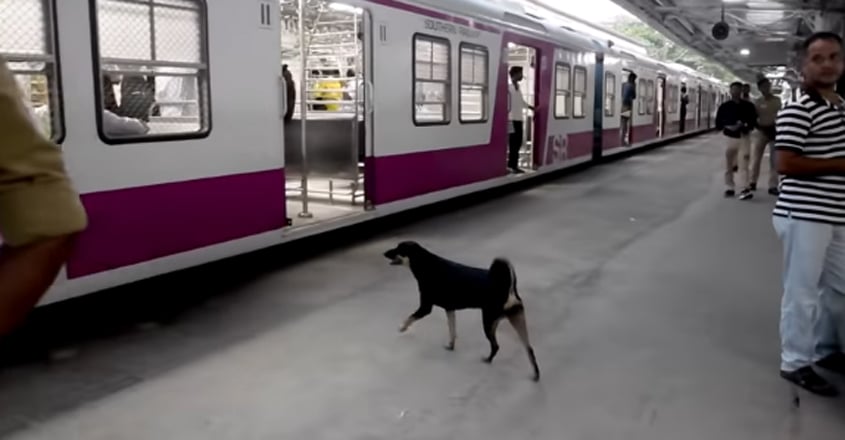 Abandoned Dog is Now Assisting Railway Force Personnel Abandoned Dog is Now Assisting Railway Force Personnel