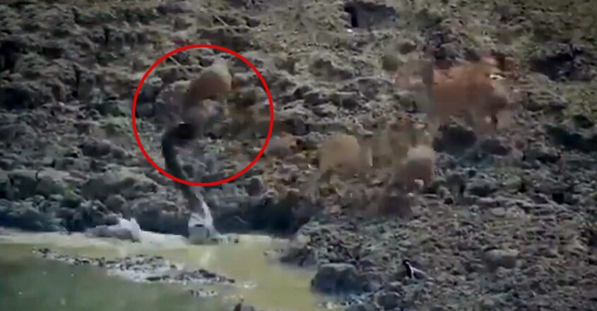 Moment python snatches wild deer in ambush Moment python snatches wild deer in ambush
