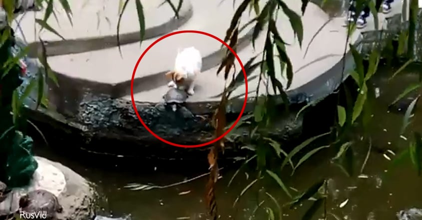 https://img-mm.manoramaonline.com/content/dam/mm/mo/environment/wild-life/images/2019/11/29/cat-shoves-turtle-back-into-water1.jpg