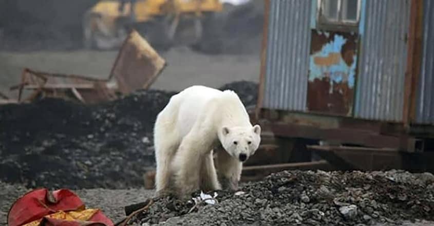 The Starving Polar Found In Siberian Town back to normal The Starving Polar Found In Siberian Town back to normal