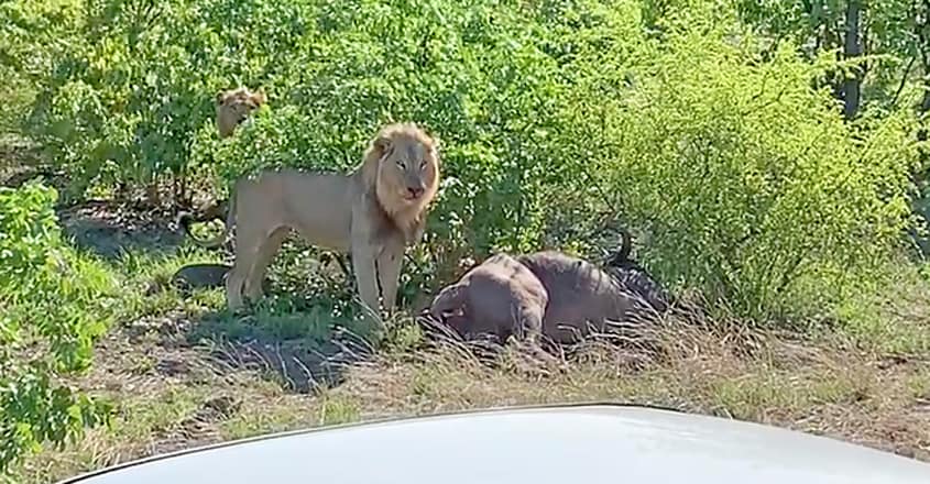 Lion Gives Pregnant Buffalo a C-Section Lion Gives Pregnant Buffalo a C-Section