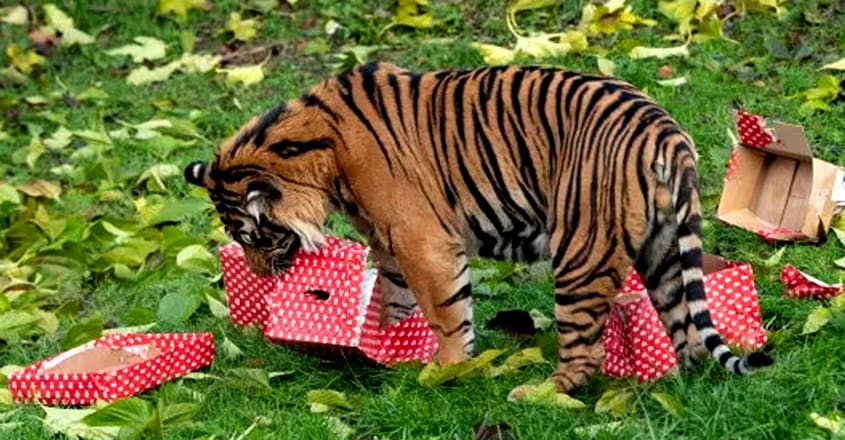 Animals at London Zoo open their Christmas Presents Animals at London Zoo open their Christmas Presents