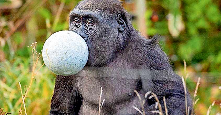 Animals at London Zoo open their Christmas Presents Animals at London Zoo open their Christmas Presents