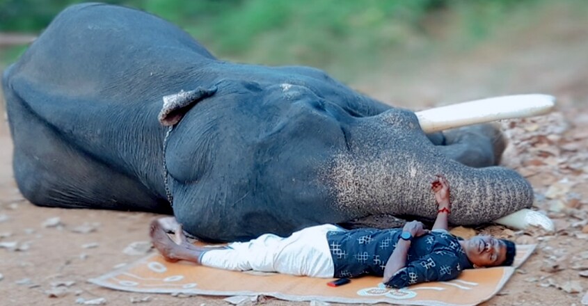 Love between mahout and elpahant Love between mahout and elpahant