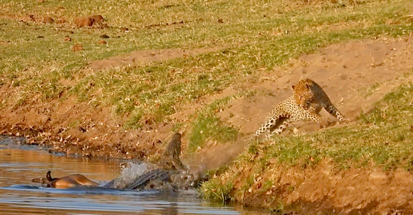 https://img-mm.manoramaonline.com/content/dam/mm/mo/environment/wild-life/images/2019/12/9/crocodile-attacks-a-leopard-trying-to-steal-its-food-kruger-national-park1.jpg