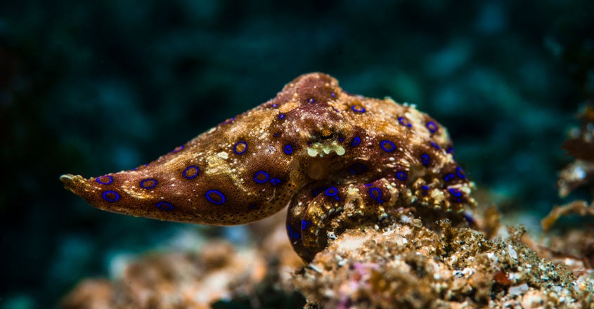 Blue-ringed octopus Blue-ringed octopus