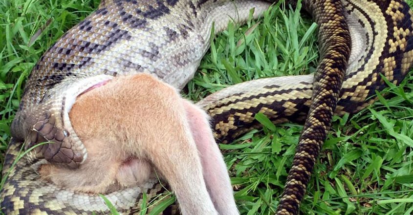 Python Devours Wallaby Python Devours Wallaby